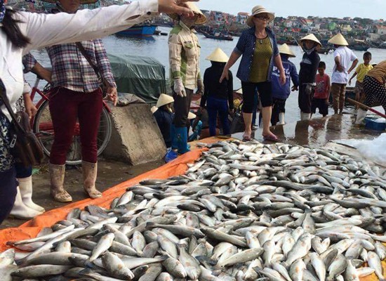 Dead fish collected in Tinh Gia district, Thanh Hoa province for the last few days (Photo: SGGP)